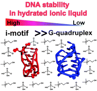 Graphical abstract: i-Motifs are more stable than G-quadruplexes in a hydrated ionic liquid