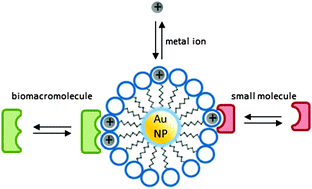 Graphical abstract: Monolayer protected gold nanoparticles with metal-ion binding sites: functional systems for chemosensing applications