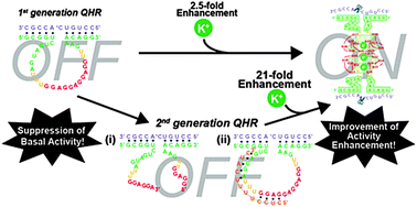 Graphical abstract: Boosting of activity enhancement of K+-responsive quadruplex hammerhead ribozyme