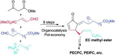 Graphical abstract: Stereoselective synthesis of epoxyisoprostanes: an organocatalytic and “pot-economy” approach