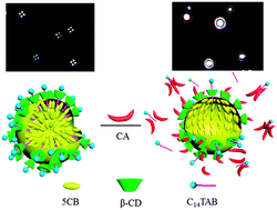 Graphical abstract: Design of β-CD–surfactant complex-coated liquid crystal droplets for the detection of cholic acid via competitive host–guest recognition