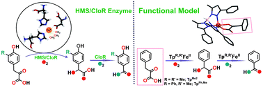 Graphical abstract: Dioxygen activation and two consecutive oxidative decarboxylations of phenylpyruvate by nonheme iron(ii) complexes: functional models of hydroxymandelate synthase (HMS) and CloR