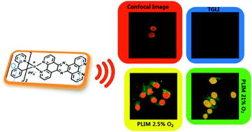 Graphical abstract: A multifunctional phosphorescent iridium(iii) complex for specific nucleus staining and hypoxia monitoring