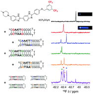 Graphical abstract: Fluorine-modified bisbenzimide derivative as a molecular probe for bimodal and simultaneous detection of DNAs by 19F NMR and fluorescence