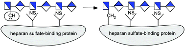 Graphical abstract: Design and synthesis of active heparan sulfate-based probes