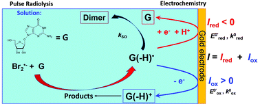 Graphical abstract: Guanosine radical reactivity explored by pulse radiolysis coupled with transient electrochemistry