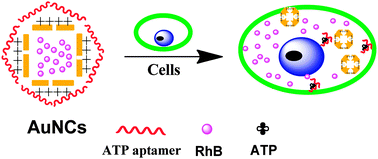 Graphical abstract: A bioresponsive controlled-release bioassay based on aptamer-gated Au nanocages and its application in living cells