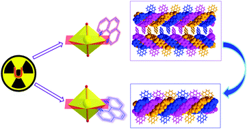 Graphical abstract: The first case of actinide triple helices: pH-dependent structural evolution and kinetically-controlled transformation of two supramolecular conformational isomers
