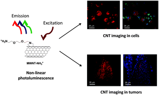 Graphical abstract: Multiphoton luminescence imaging of chemically functionalized multi-walled carbon nanotubes in cells and solid tumors