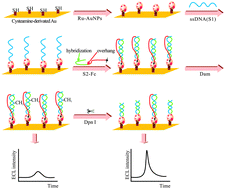 Graphical abstract: The determination of DNA methyltransferase activity by quenching of tris(2,2′-bipyridine)ruthenium electrogenerated chemiluminescence with ferrocene