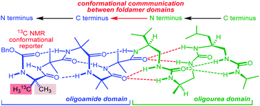 Graphical abstract: Conformational cooperativity between helical domains of differing geometry in oligoamide–oligourea foldamer chimeras
