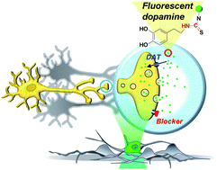 Graphical abstract: Toward live-cell imaging of dopamine neurotransmission with fluorescent neurotransmitter analogues