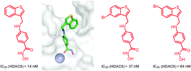 Graphical abstract: Synthesis of benzothiophene-based hydroxamic acids as potent and selective HDAC6 inhibitors