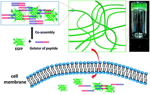 Graphical abstract: Supramolecular nanofibers of self-assembling peptides and proteins for protein delivery