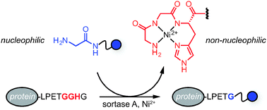 Graphical abstract: Enhancing the efficiency of sortase–mediated ligations through nickel–peptide complex formation