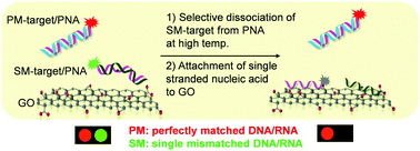 Graphical abstract: A biosensor for the detection of single base mismatches in microRNA