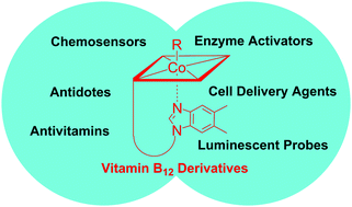 Graphical abstract: Recent trends in the development of vitamin B12 derivatives for medicinal applications