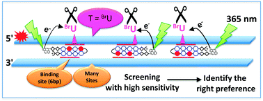 Graphical abstract: A novel detection technique of polyamide binding sites by photo-induced electron transfer in BrU substituted DNA