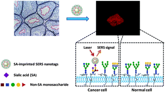 Graphical abstract: Surface-enhanced Raman scattering imaging of cancer cells and tissues via sialic acid-imprinted nanotags