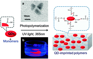 Graphical abstract: Quantum dot-imprinted polymers with size and shell-selective recognition properties