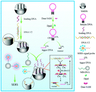 Graphical abstract: DNA-hybrid-gated functional mesoporous silica for sensitive DNA methyltransferase SERS detection