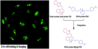 Graphical abstract: A molecular fluorescent dye for specific staining and imaging of RNA in live cells: a novel ligand integration from classical thiazole orange and styryl compounds