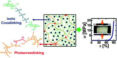 Graphical abstract: Highly robust hydrogels via a fast, simple and cytocompatible dual crosslinking-based process