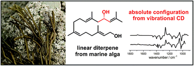Graphical abstract: Assignment of absolute configurations of highly flexible linear diterpenes from the brown alga Bifurcaria bifurcata by VCD spectroscopy