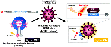 Graphical abstract: Simple, rapid detection of influenza A (H1N1) viruses using a highly sensitive peptide-based molecular beacon