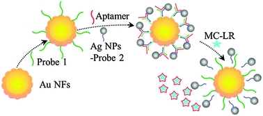 Graphical abstract: Au nanoflower–Ag nanoparticle assembled SERS-active substrates for sensitive MC-LR detection