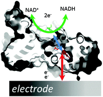 Graphical abstract: Electrocatalytic interconversion of NADH and NAD+ by Escherichia coli flavohemoglobin