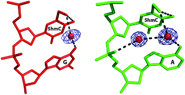 Graphical abstract: Water-bridged hydrogen bond formation between 5-hydroxylmethylcytosine (5-hmC) and its 3′-neighbouring bases in A- and B-form DNA duplexes