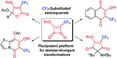Graphical abstract: CF3-Substituted semisquarate: a pluripotent building block for the divergent synthesis of trifluoromethylated functional molecules