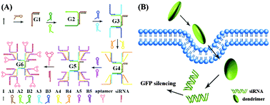 Graphical abstract: Catalytic self-assembly of a DNA dendritic complex for efficient gene silencing
