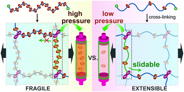 Graphical abstract: A significant impact of host–guest stoichiometry on the extensibility of polyrotaxane gels