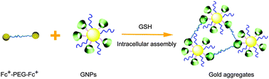 Graphical abstract: Intracellular host–guest assembly of gold nanoparticles triggered by glutathione
