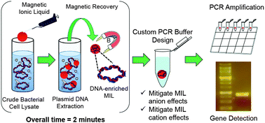 Graphical abstract: Magnetic ionic liquids as PCR-compatible solvents for DNA extraction from biological samples