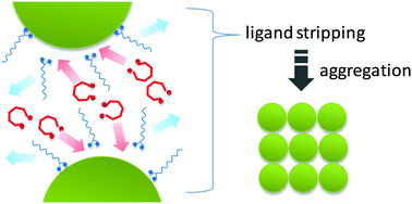 Graphical abstract: Formation of colloidal nanocrystal clusters of iron oxide by controlled ligand stripping