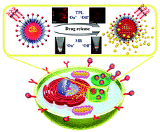 Graphical abstract: Two-photon sensitized hollow Gd2O3:Eu3+ nanocomposites for real-time dual-mode imaging and monitoring of anticancer drug release