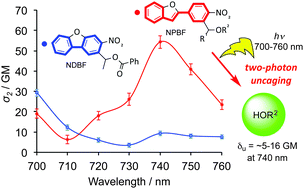 Graphical abstract: Design and synthesis of a new chromophore, 2-(4-nitrophenyl)benzofuran, for two-photon uncaging using near-IR light