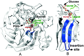 Graphical abstract: Engineering PQQ-glucose dehydrogenase into an allosteric electrochemical Ca2+ sensor