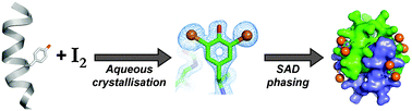 Graphical abstract: In situ iodination and X-ray crystal structure of a foldamer helix bundle