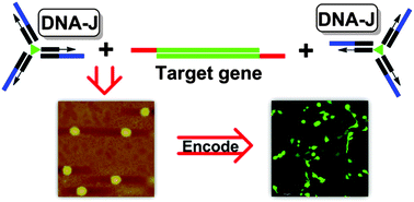 Graphical abstract: Flexible DNA junction assisted efficient construction of stable gene nanoparticles for gene delivery