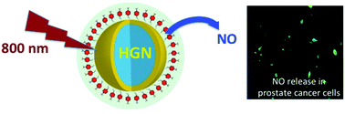 Graphical abstract: Near-IR mediated intracellular uncaging of NO from cell targeted hollow gold nanoparticles
