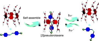 Graphical abstract: A pillar[6]arene-based [2]pseudorotaxane in solution and in the solid state and its photo-responsive self-assembly behavior in solution