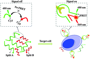 Graphical abstract: A signal-on split aptasensor for highly sensitive and specific detection of tumor cells based on FRET