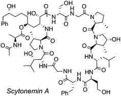 Graphical abstract: The total synthesis and stereochemical assignment of scytonemin A