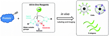 Graphical abstract: All-in-One azides: empowered click reaction for in vivo labeling and imaging of biomolecules