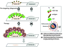 Graphical abstract: A leucine zipper pair-based lipid vesicle for image-guided therapy in breast cancer