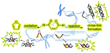 Graphical abstract: Furan oxidation based cross-linking: a new approach for the study and targeting of nucleic acid and protein interactions